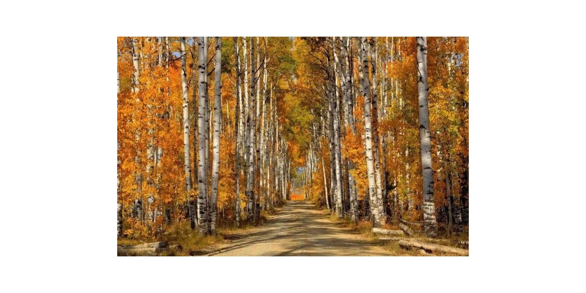 白樺實(shí)木衣架，一個(gè)有內(nèi)涵的衣架【華恩】