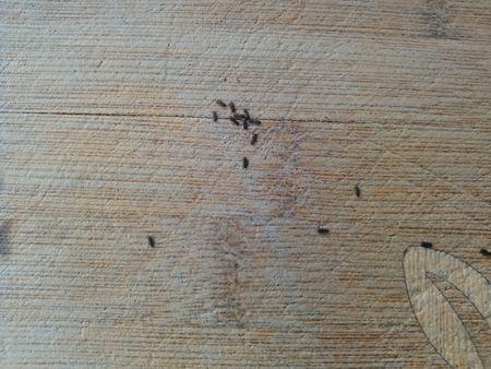 衣柜里衣架上有爬蟲