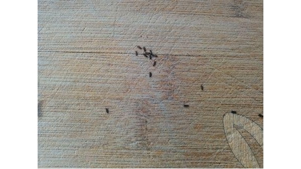 木頭衣柜晾衣架變形