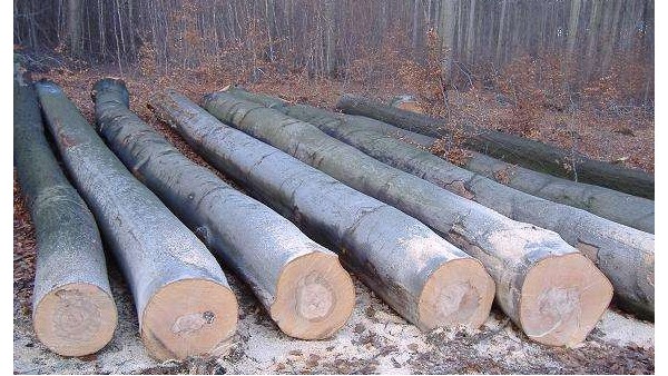 香樟木的褲架，你不知道的兩點【華恩】