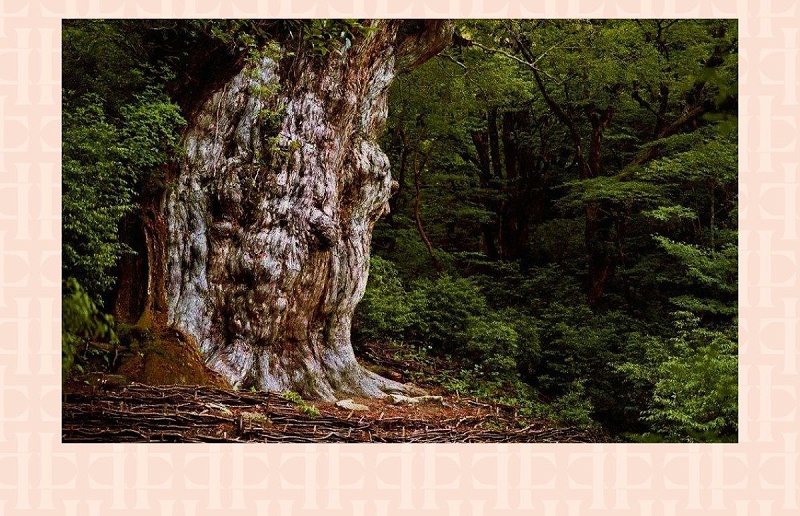 王的衣架 任性開掛